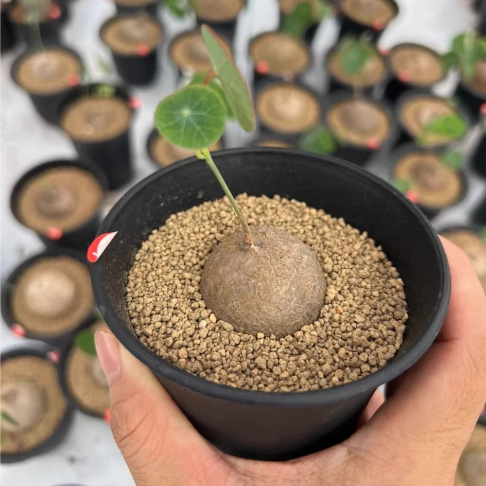 4CM 1PCS Stephania pierrei Diels