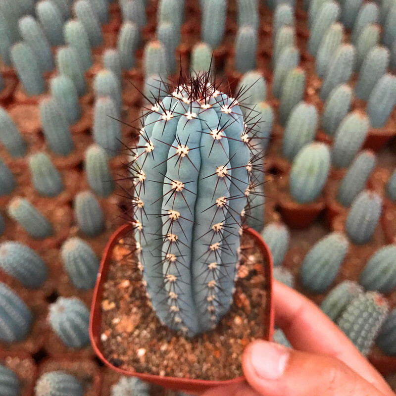 10-12CM Cipocereus Bradei