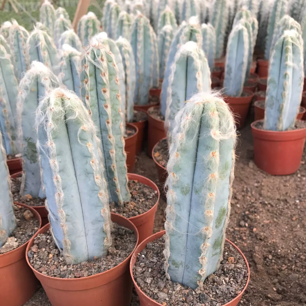 9-11cm Pilosocereus pachycladus