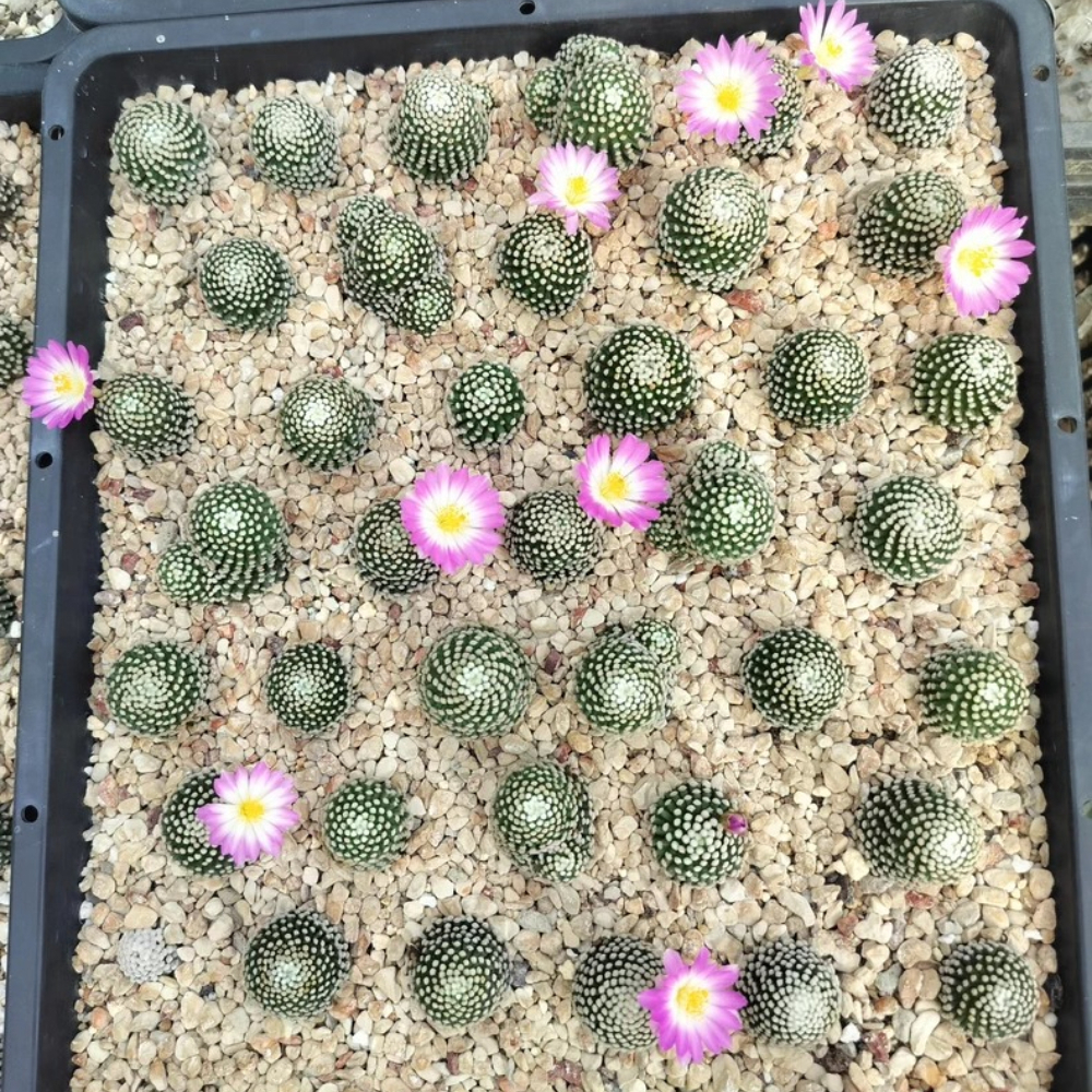 2.3-3cm Mammillaria luethyi