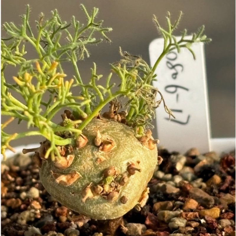 1.8-2.2cm Monsonia Peniculina