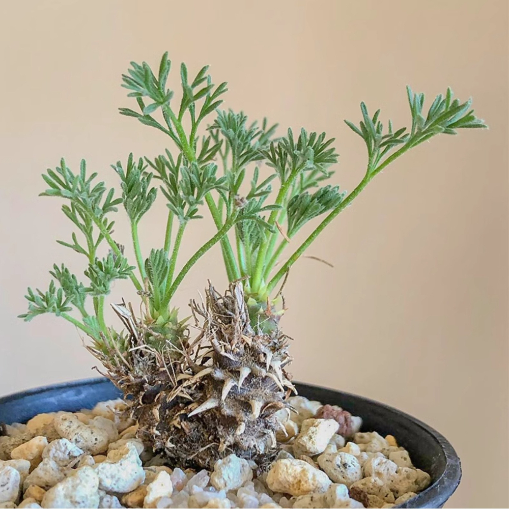 1.5-2cm Pelargonium Hystrix Triste