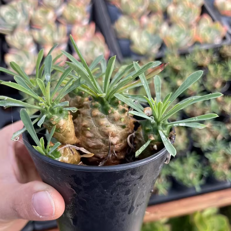 6-7cm SEuphorbia Gabizan group