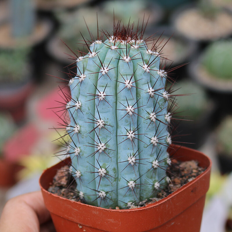 10-12CM Cipocereus Bradei