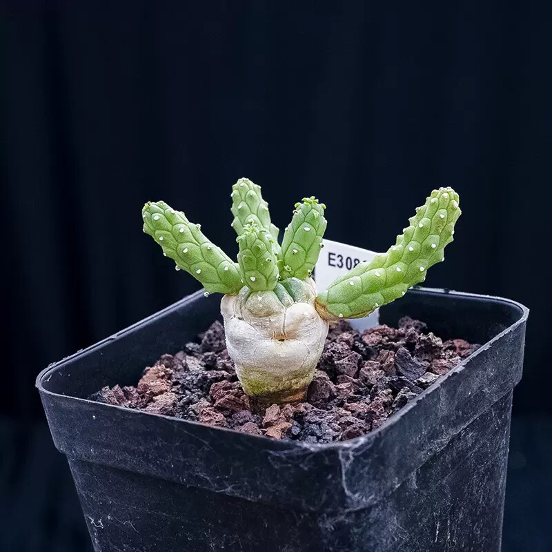 6-7cm 1PCS Euphorbia inermis