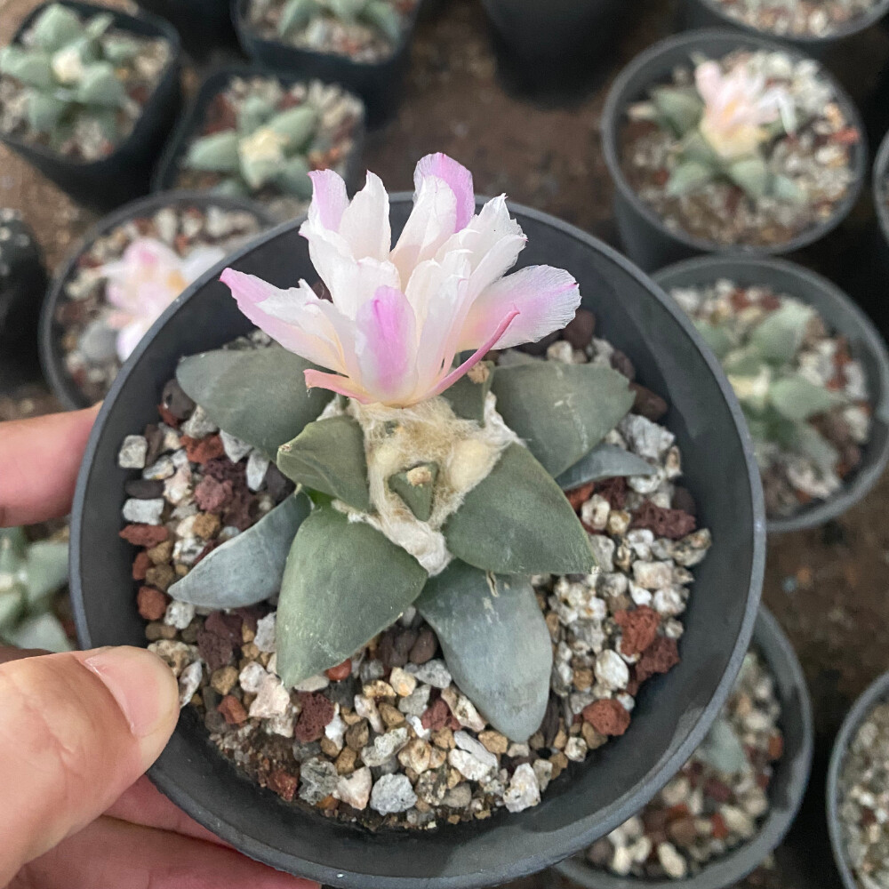 6-7cm Ariocarpus retusus Scheidw