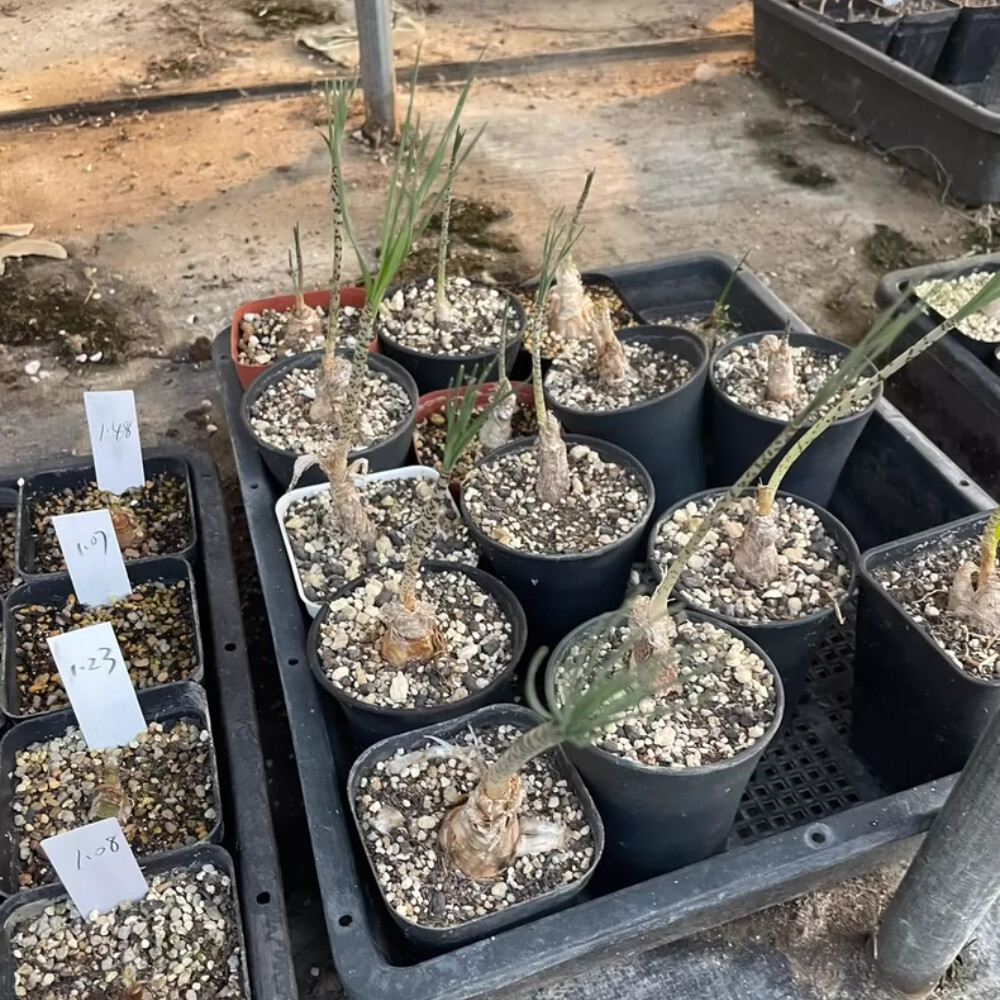 1CS Two Year Seedlings Gethyllis Verticillata