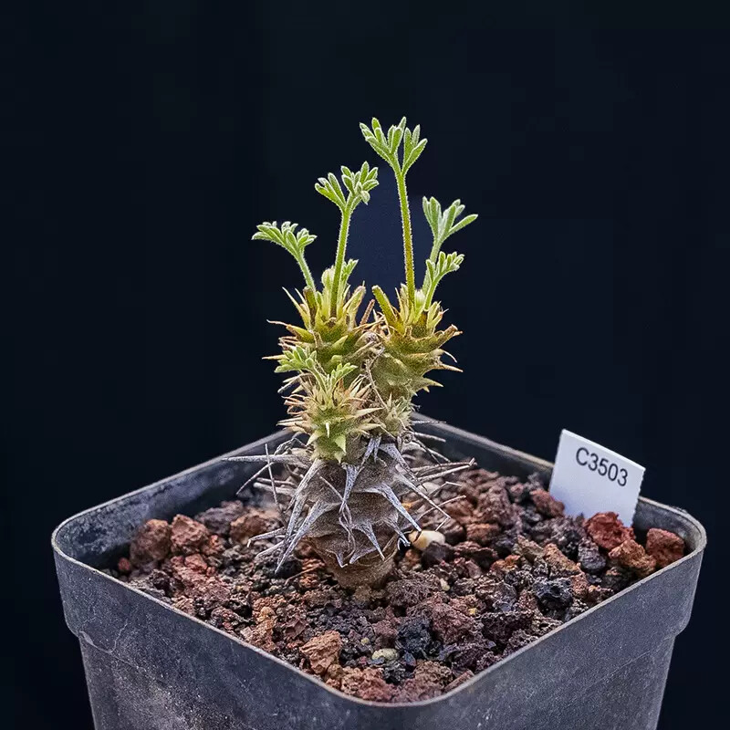 1.5-2cm Pelargonium Hystrix Triste