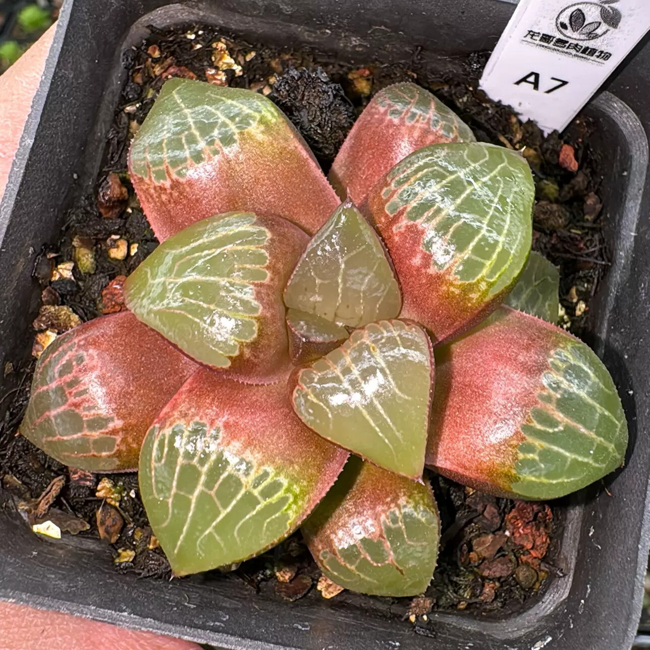 6-7cm 1PCS Haworthia Correcta Charm