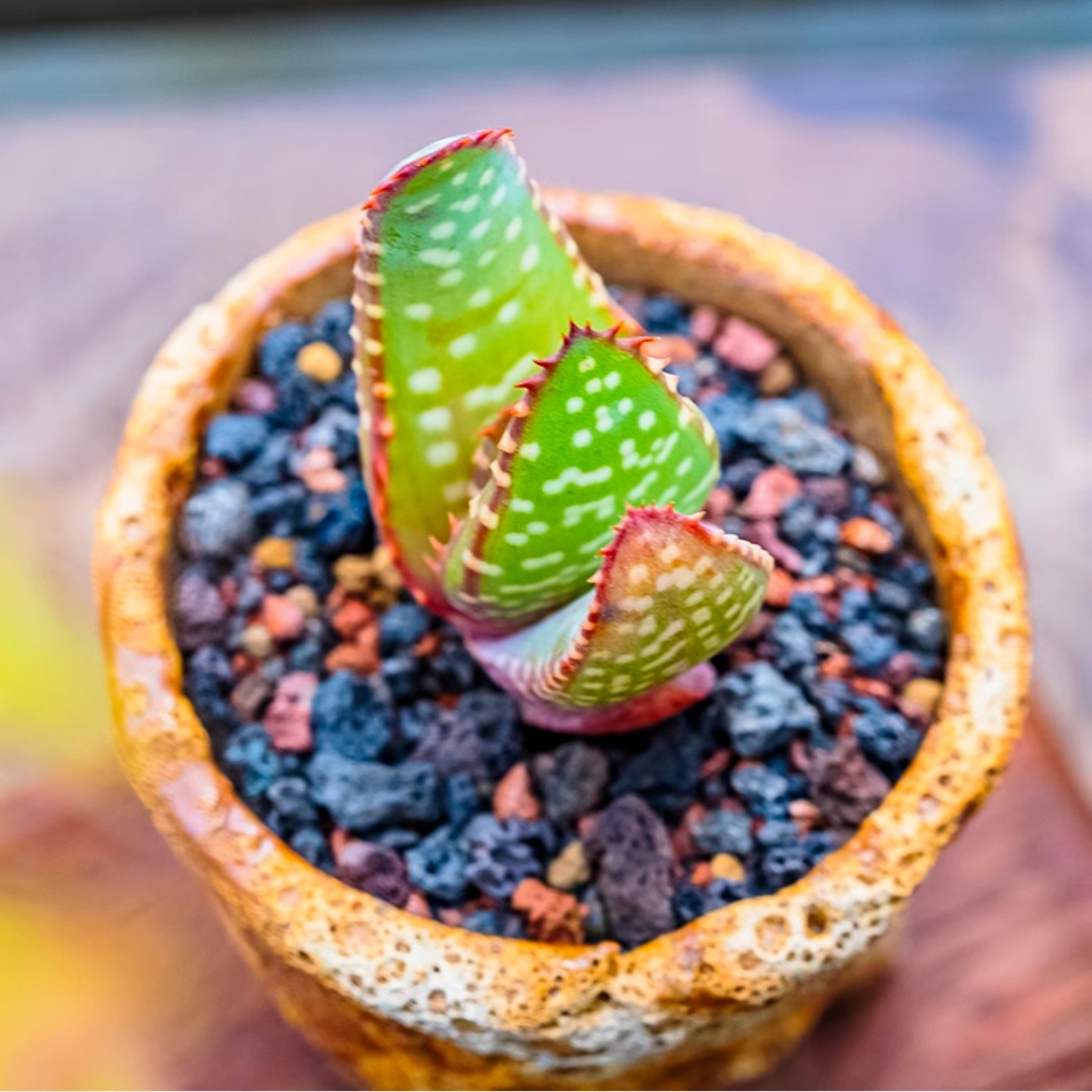 3-4cm Aloe microstigma