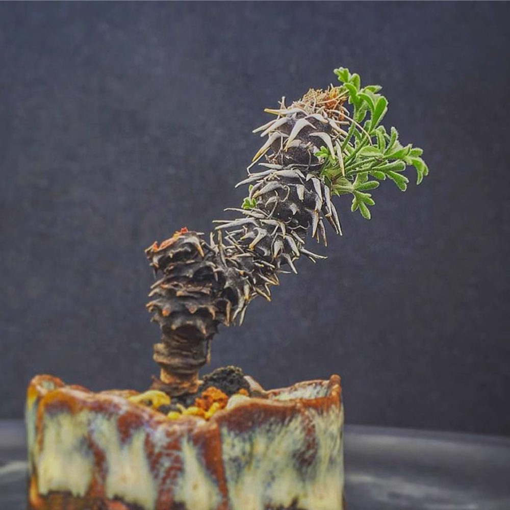 1.5-2cm Pelargonium Hystrix Triste