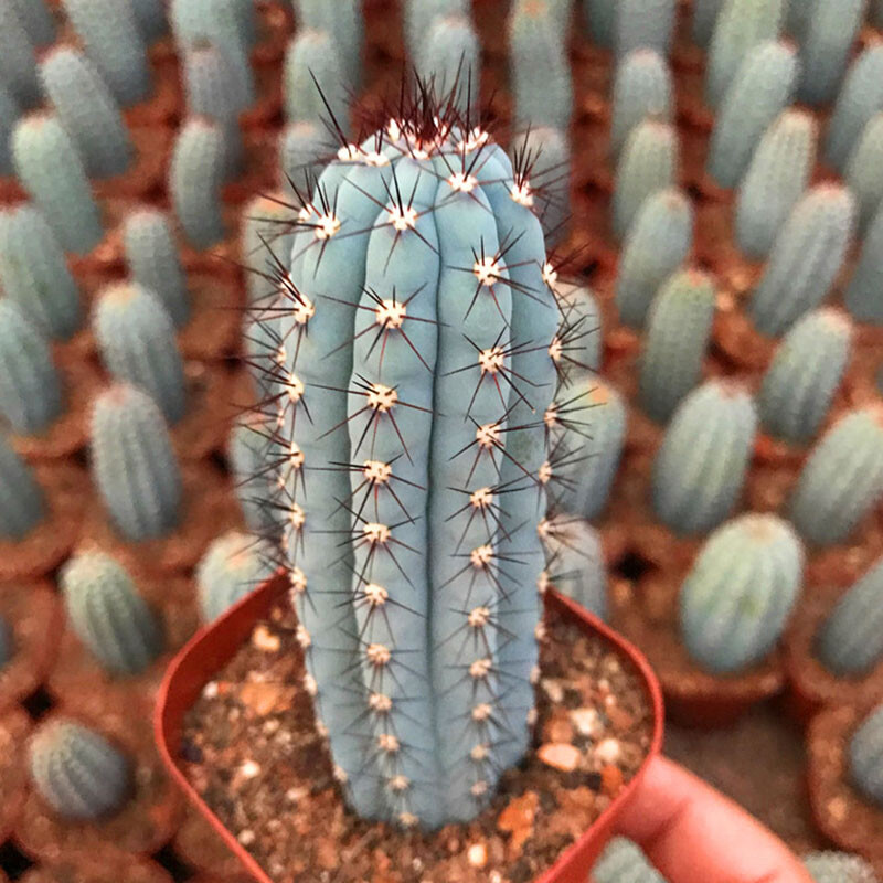 10-12CM Cipocereus Bradei