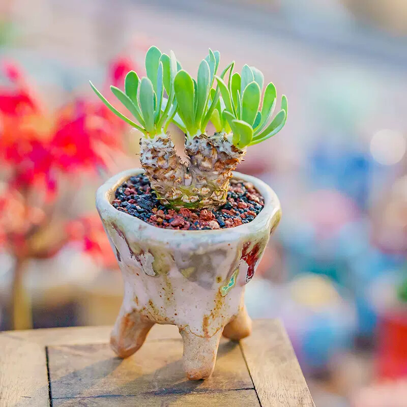 5-7cm Othonna lepidocaulis