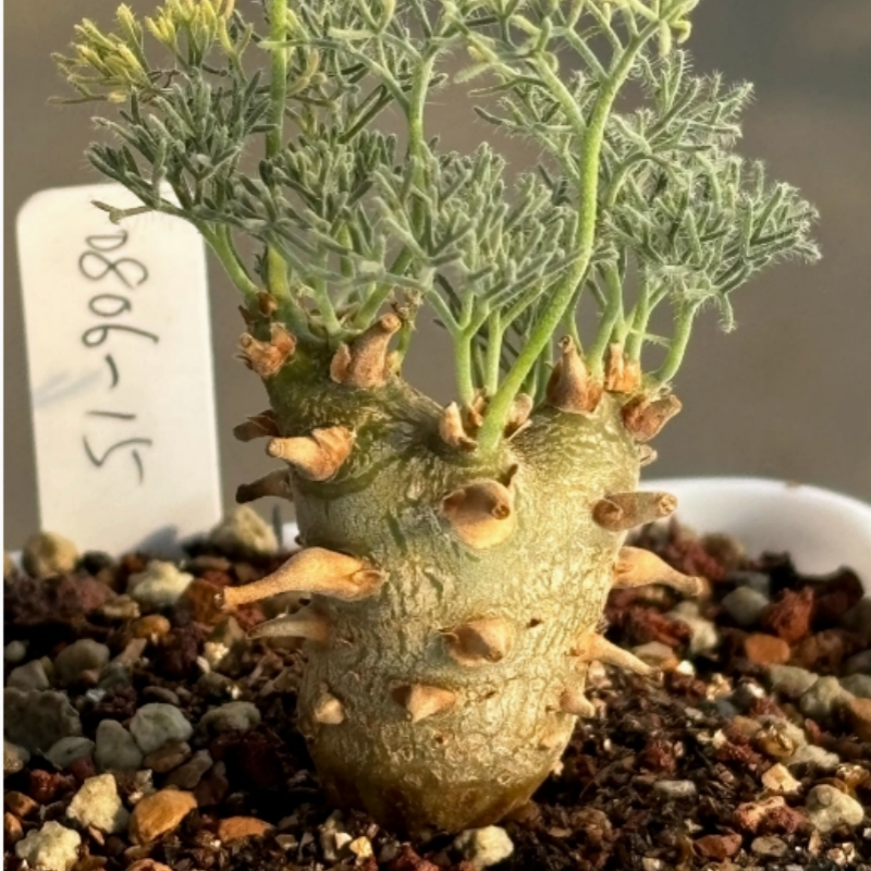 1.8-2.2cm Monsonia Peniculina