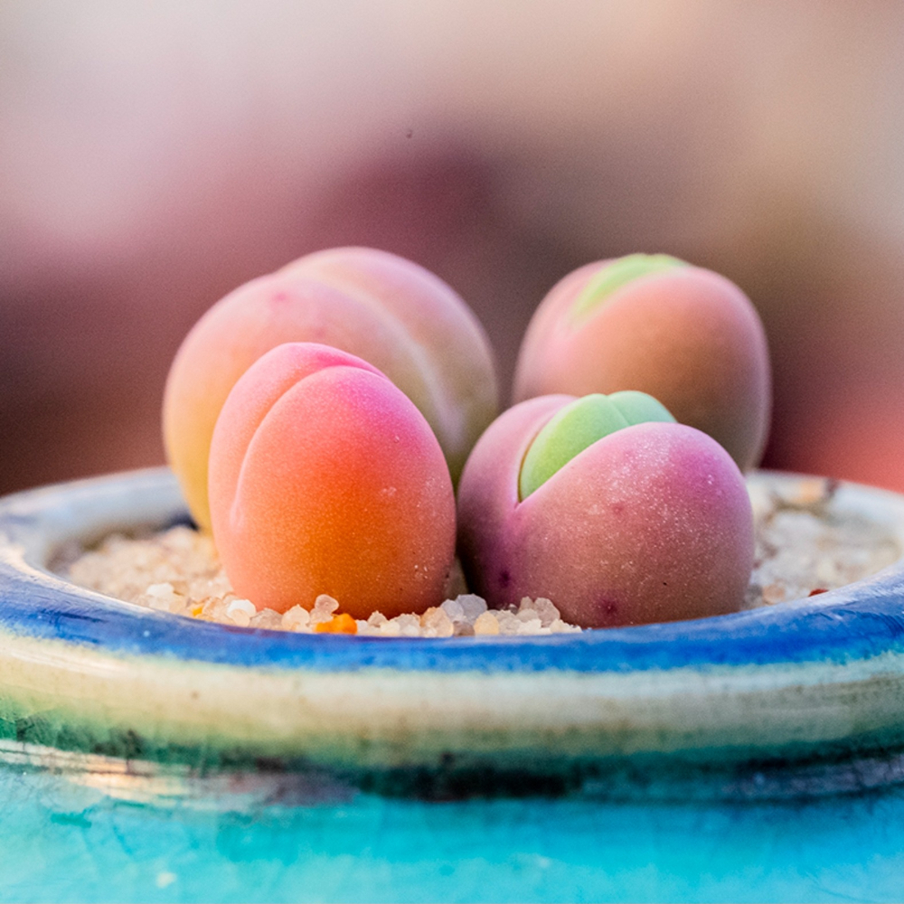 0.5-1cm 1PCS Gibbaeum Comptonii