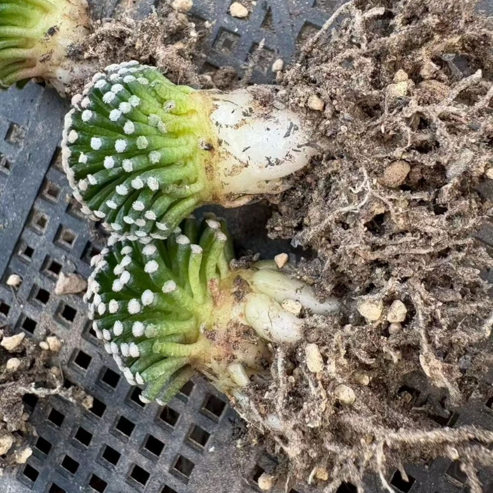 2.3-3cm Mammillaria luethyi