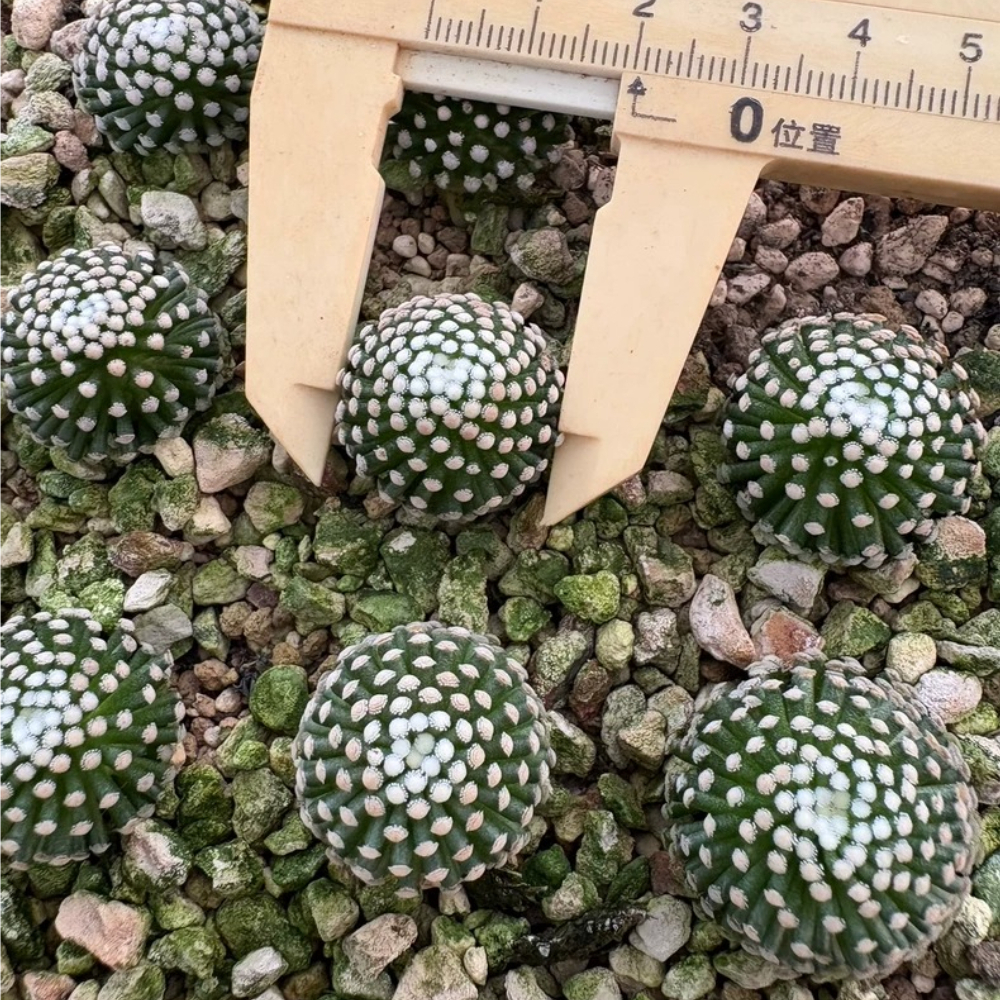2.3-3cm Mammillaria luethyi