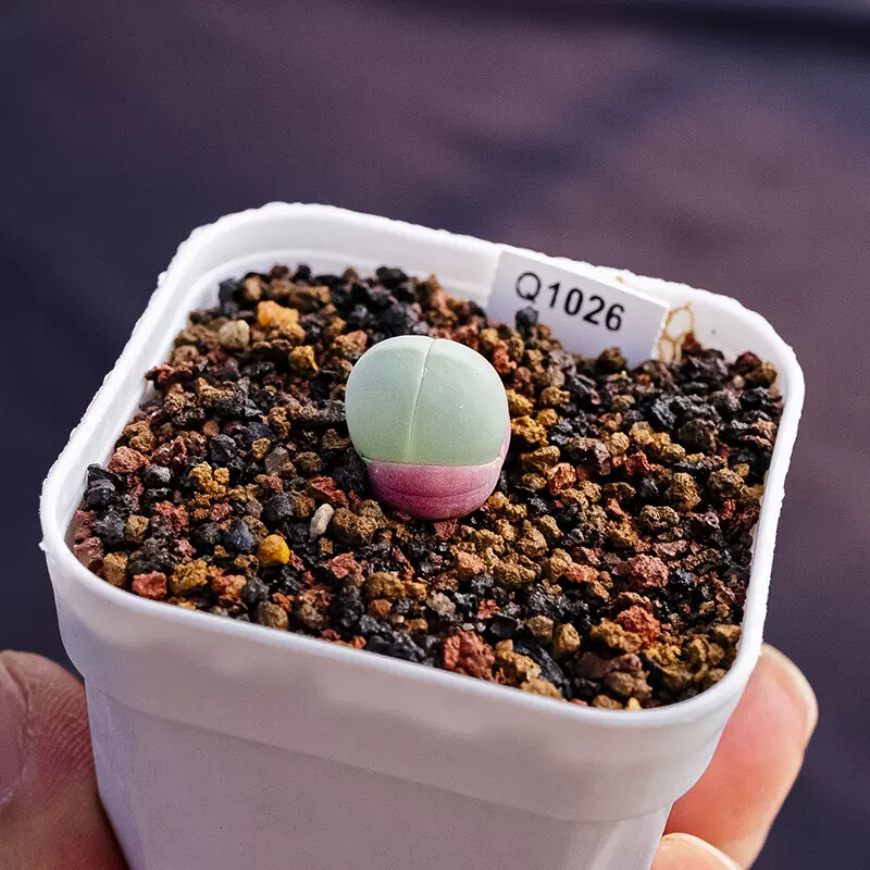 0.5-1cm 1PCS Gibbaeum Comptonii