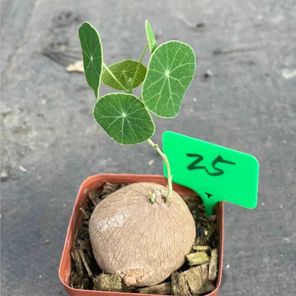 4CM 1PCS Stephania pierrei Diels