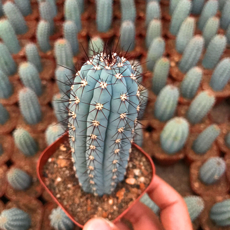10-12CM Cipocereus Bradei
