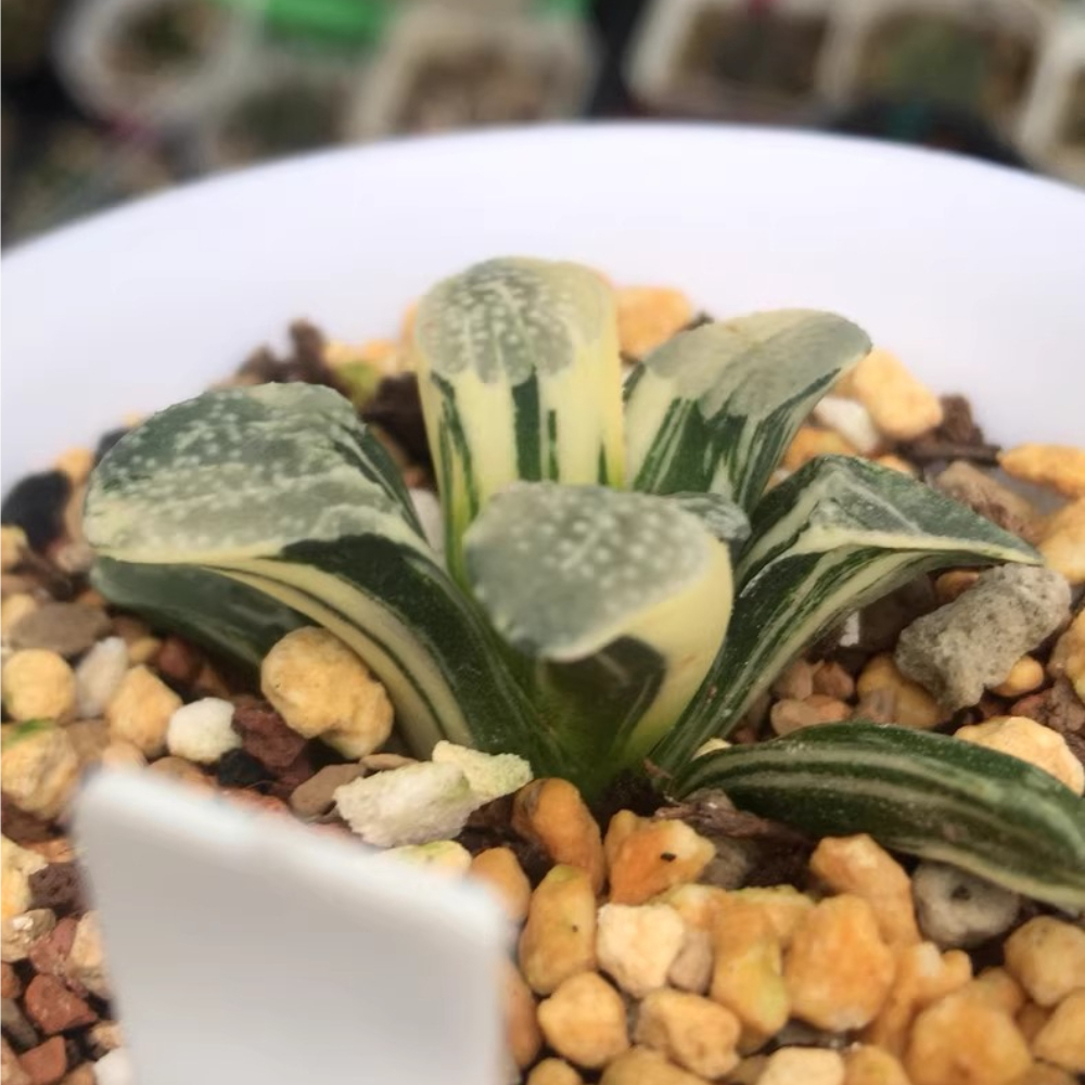 4-5CM Haworthia Groenewaldi Variegated
