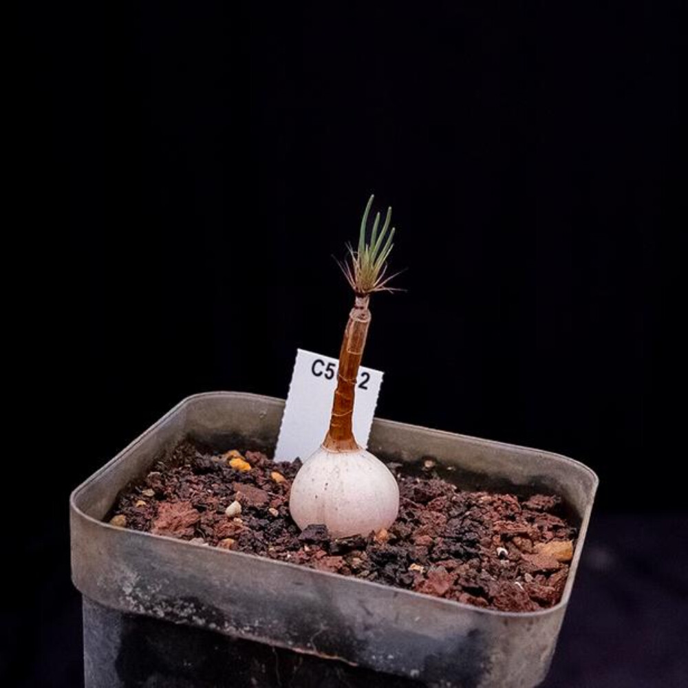 1CS Two Year Seedlings Gethyllis Verticillata