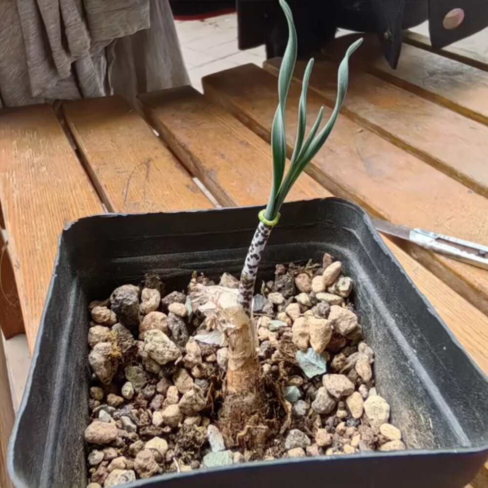 1CS Two Year Seedlings Gethyllis Verticillata