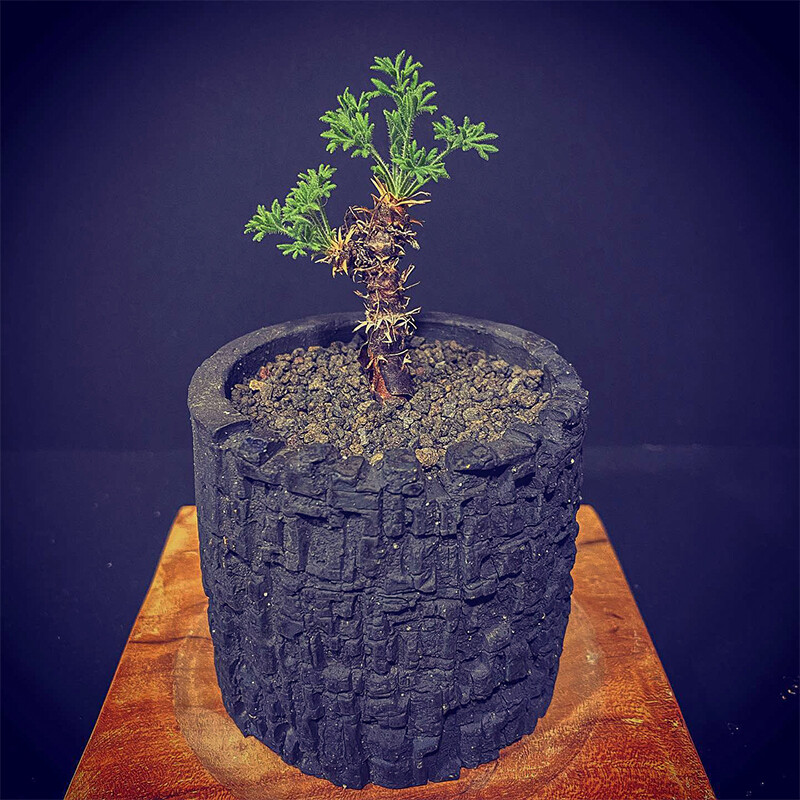 1.5-2cm Pelargonium Hystrix Triste