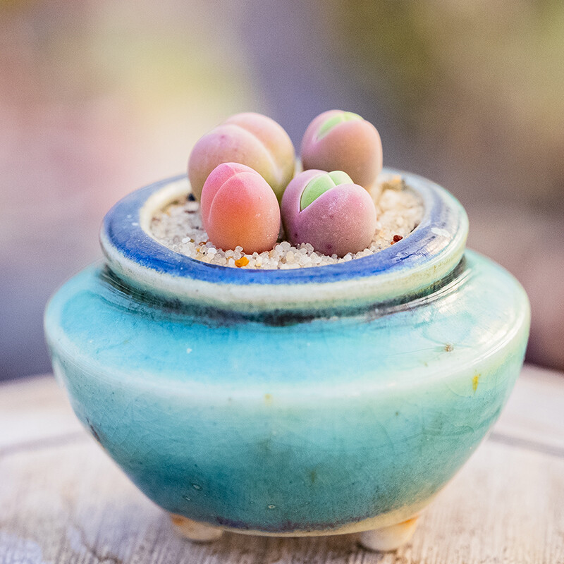 0.5-1cm 1PCS Gibbaeum Comptonii