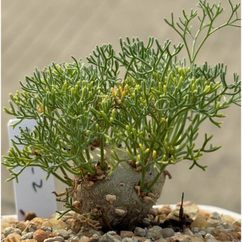 1.8-2.2cm Monsonia Peniculina