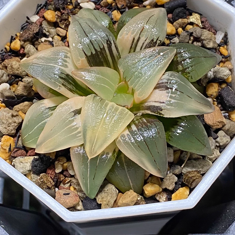 6-7CM Haworthia emelyae Variegated