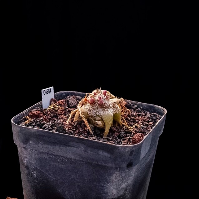 2cm 1PCS Phyllobolus resurgens