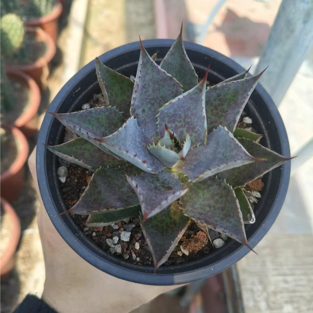 8-10cm  Agave Mangave Bloodspot & Agave Potatorum