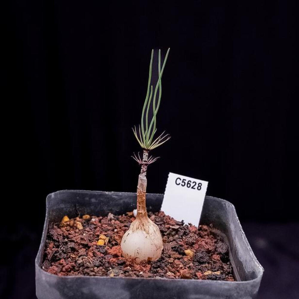 1CS Two Year Seedlings Gethyllis Verticillata