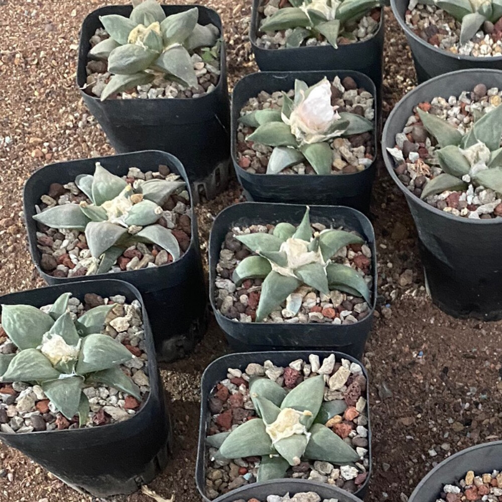 6-7cm Ariocarpus retusus Scheidw