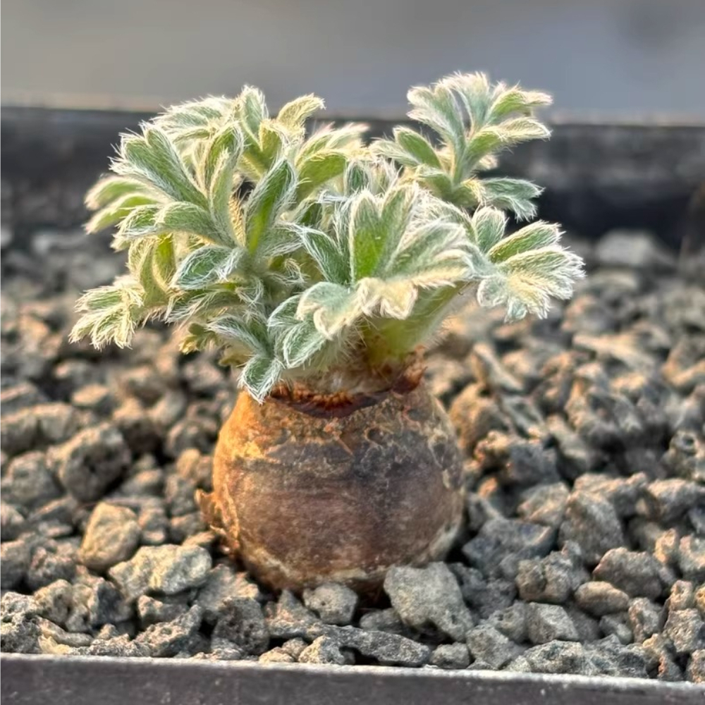 1.5-2cm Pelargonium incrassatum Triste