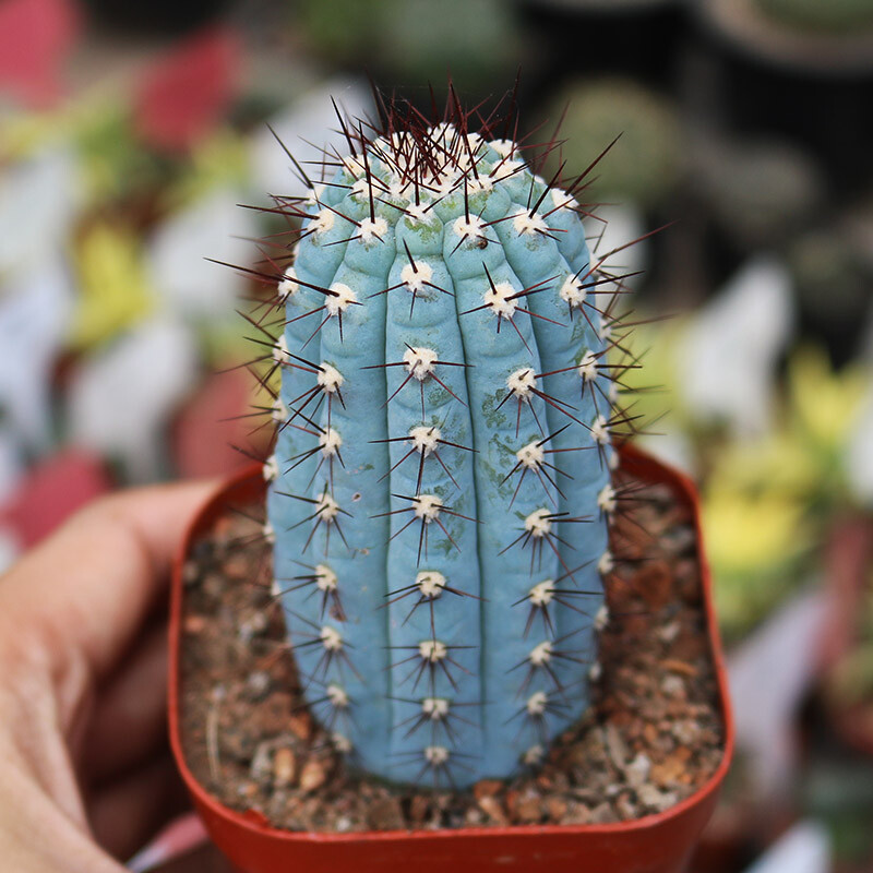 10-12CM Cipocereus Bradei