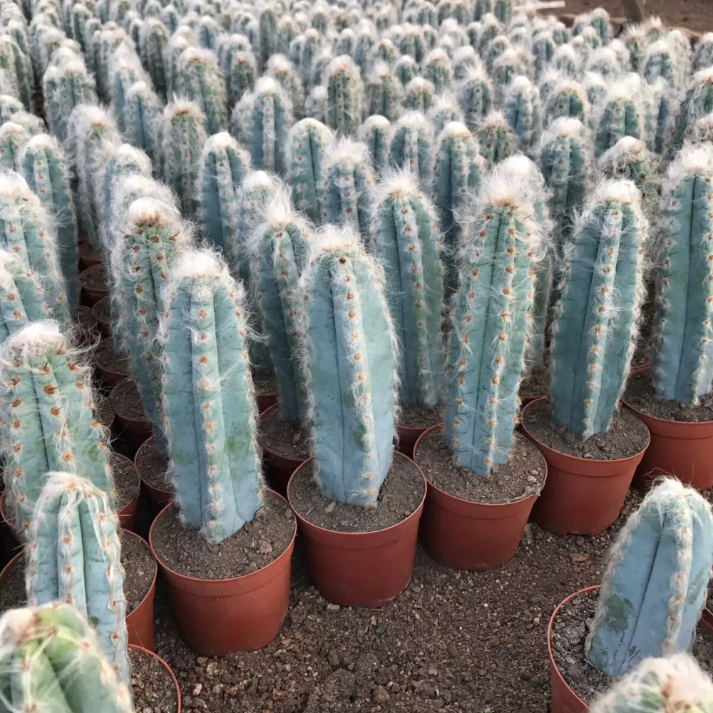 9-11cm Pilosocereus pachycladus