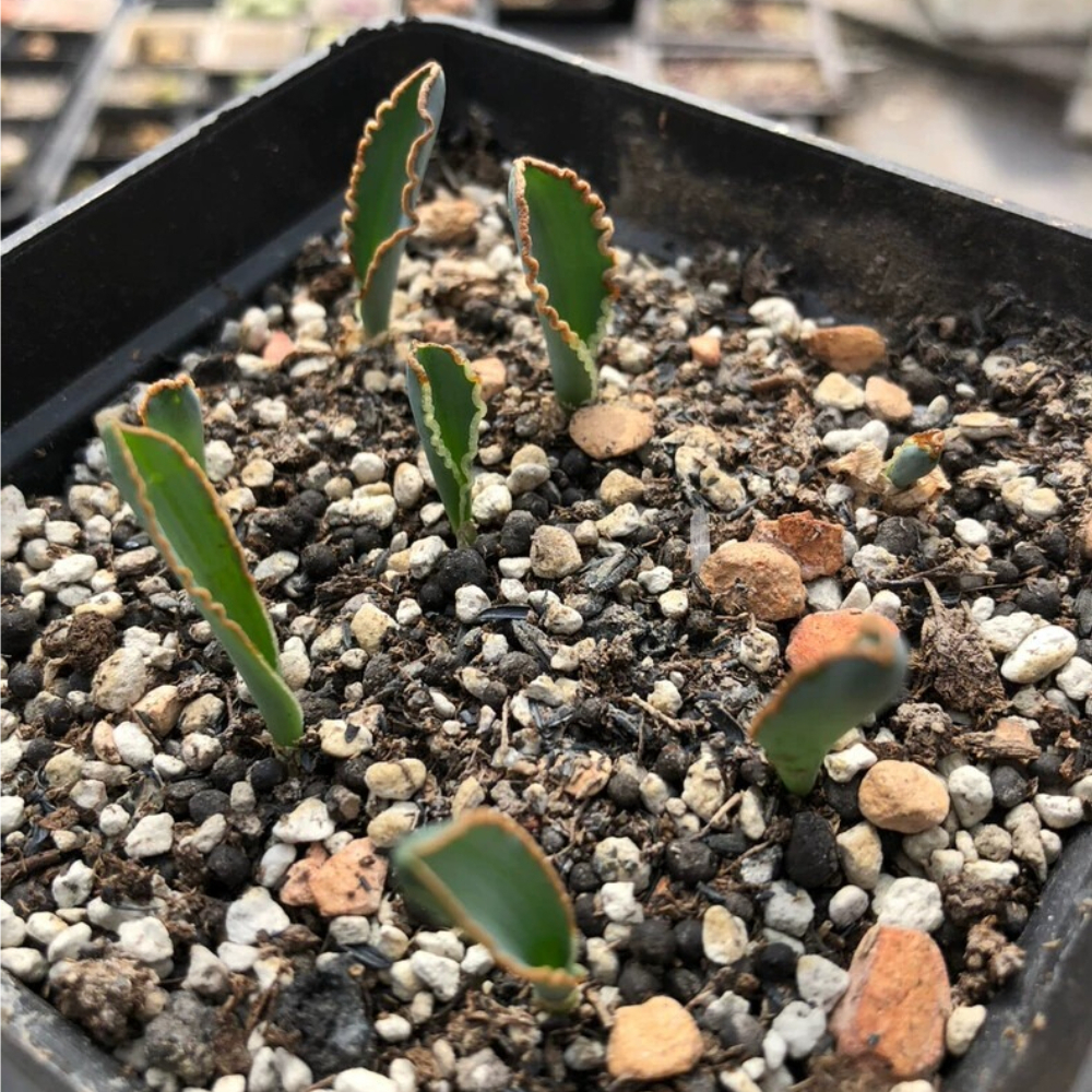 1-1.5cm Albuca dilucula