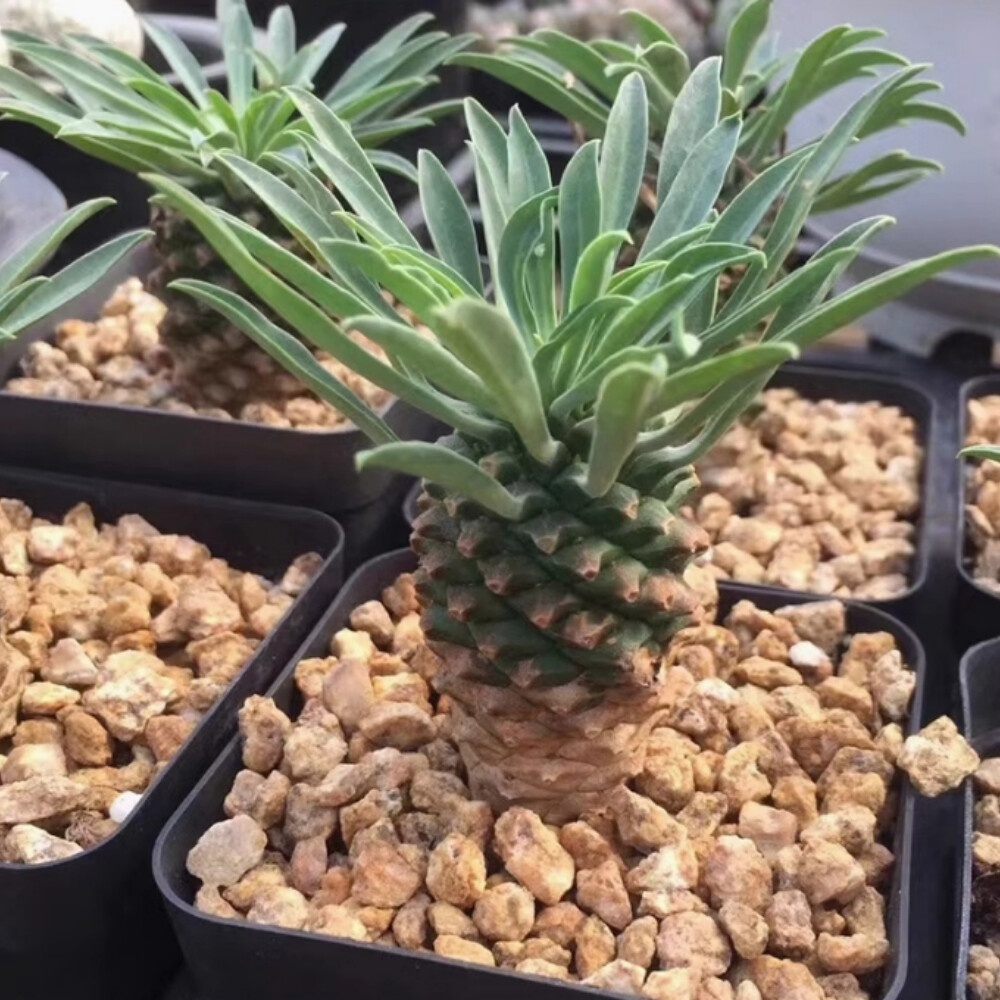 5-7cm Euphorbia Bupleurifolia