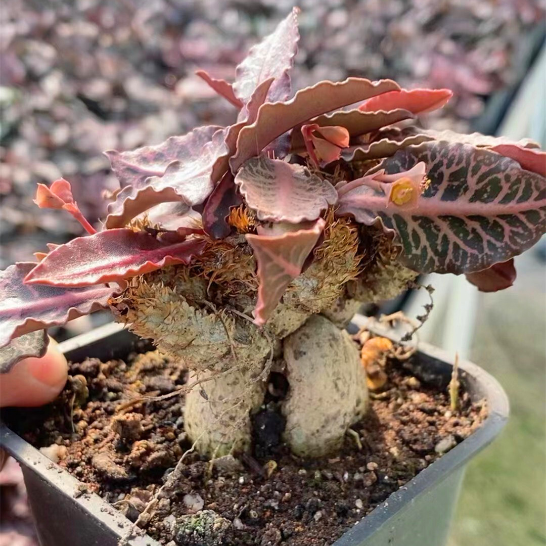 7-8CM Euphorbia Francoisii