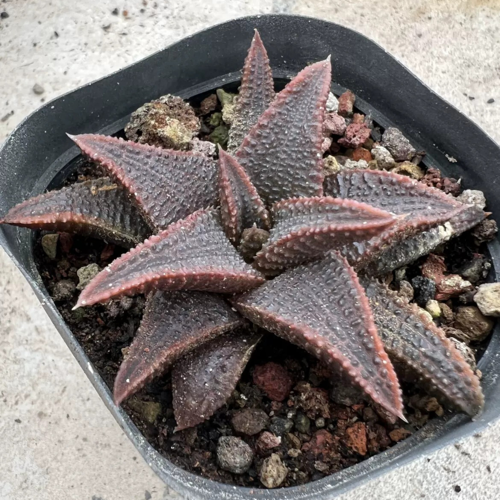 6-7cm Haworthia Koelmaniorum Var. Koelmaniorum