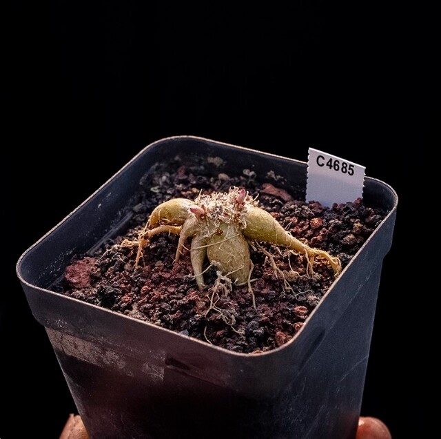 2cm 1PCS Phyllobolus resurgens