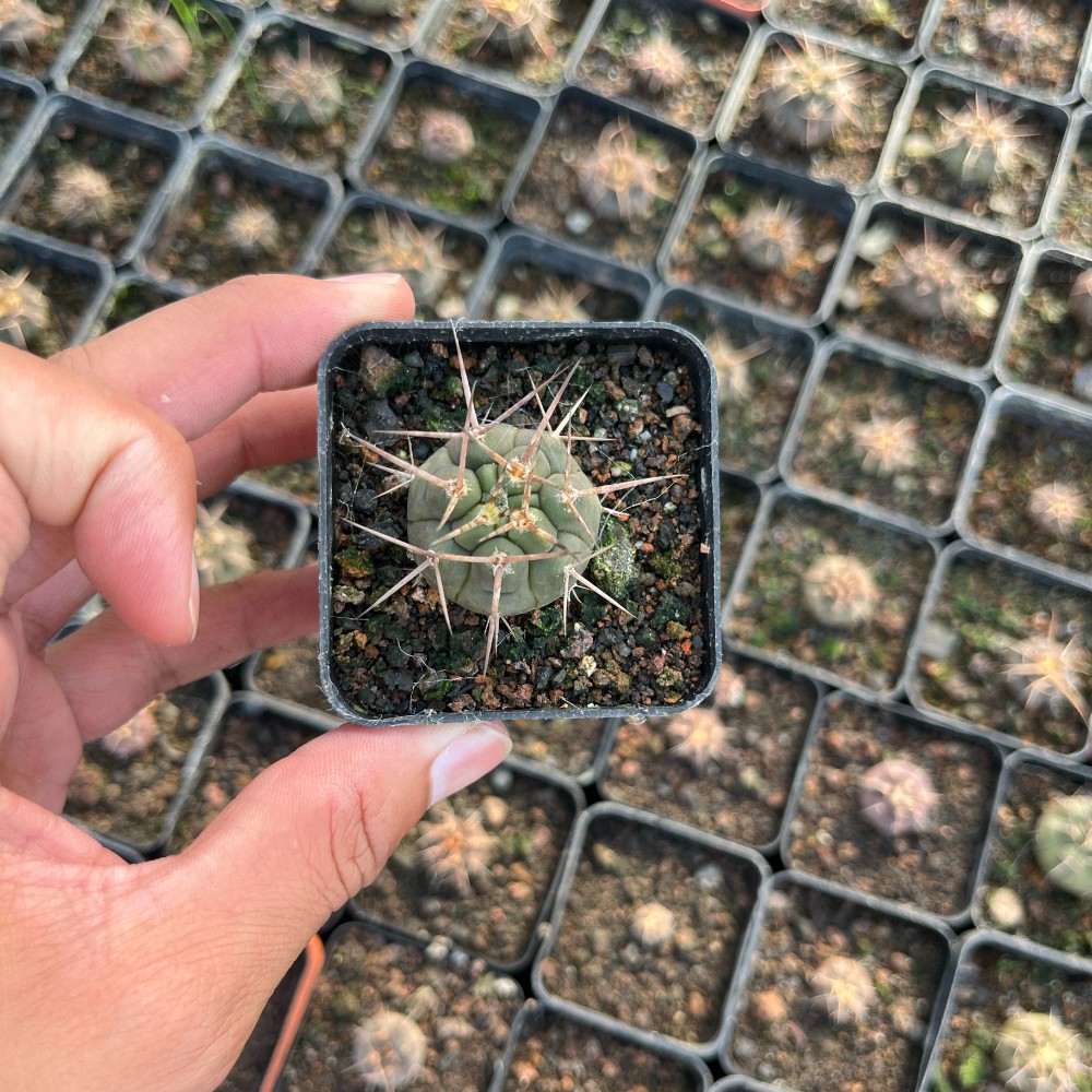 3-4cm Gymnocalycium Mazanense