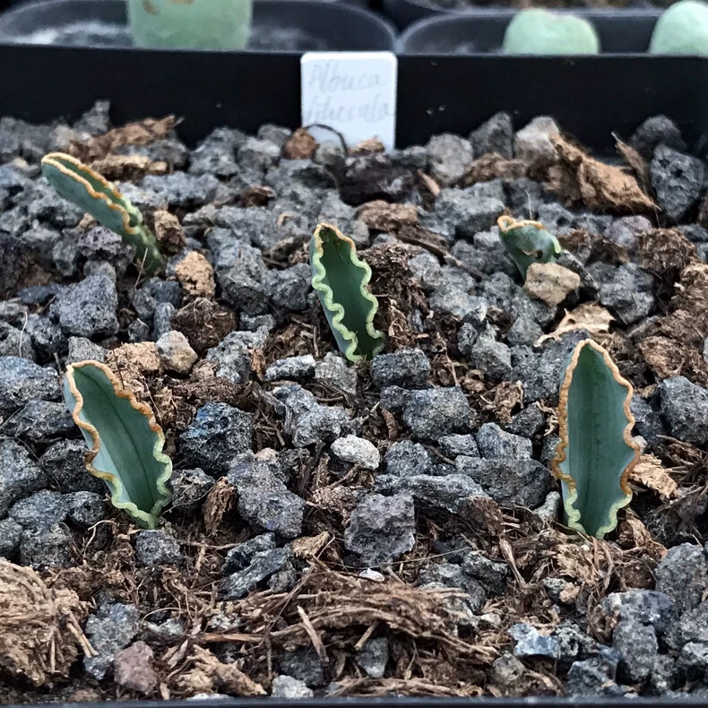 1-1.5cm Albuca dilucula