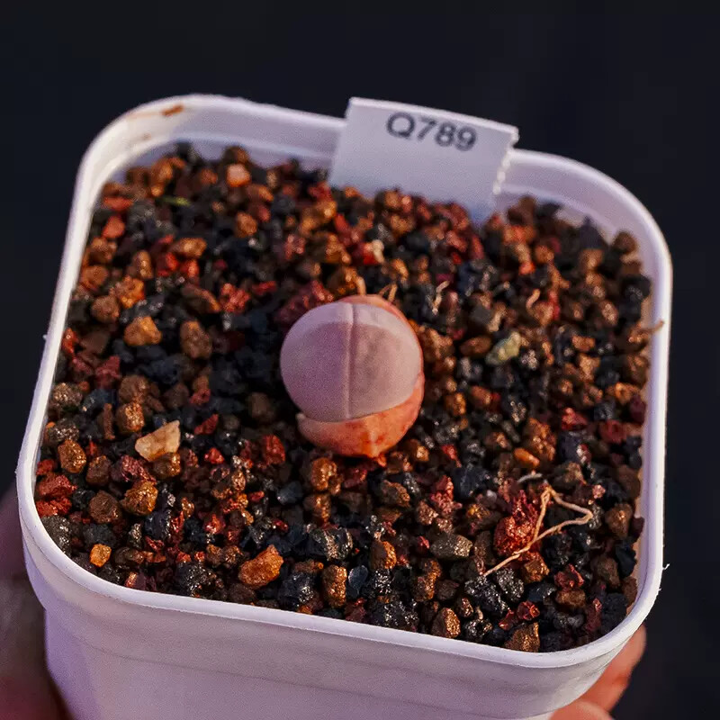 0.5-1cm 1PCS Gibbaeum Comptonii