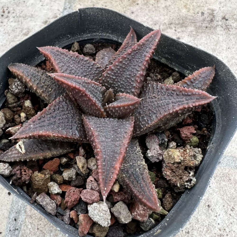 6-7cm Haworthia Koelmaniorum Var. Koelmaniorum