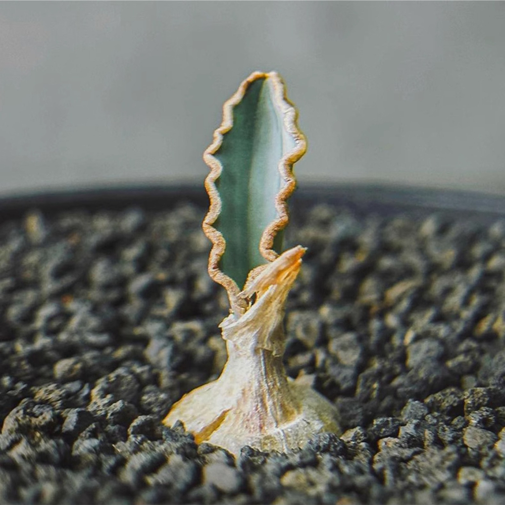 1-1.5cm Albuca dilucula