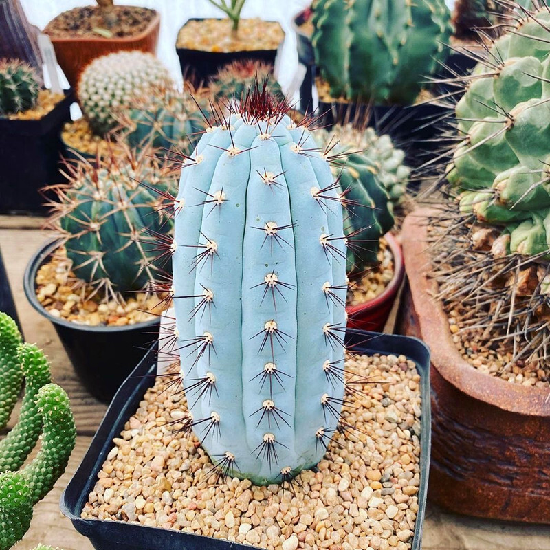 10-12CM Cipocereus Bradei