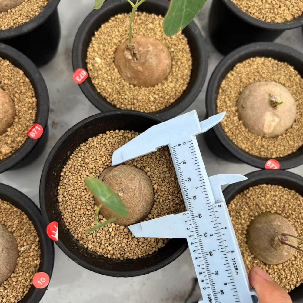 4CM 1PCS Stephania pierrei Diels